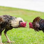cock