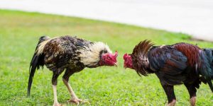 cock