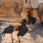 Losing Cockfight