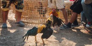 Losing Cockfight