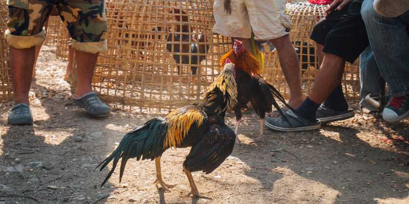 Losing Cockfight