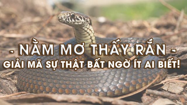 Types of snakes and specific meanings in dreams