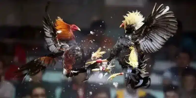 Signs to recognize a trustworthy cockfighting site