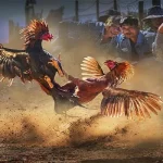 Jun88 safe cockfighting site