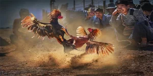 Jun88 safe cockfighting site