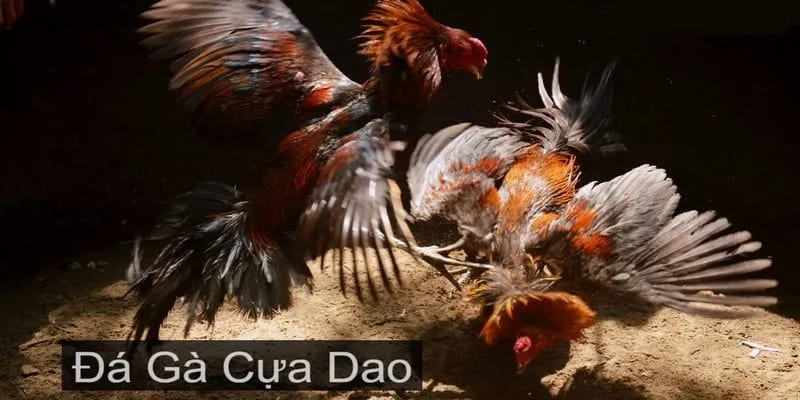 Jun88 safe cockfighting siteWhat standards need to be met?